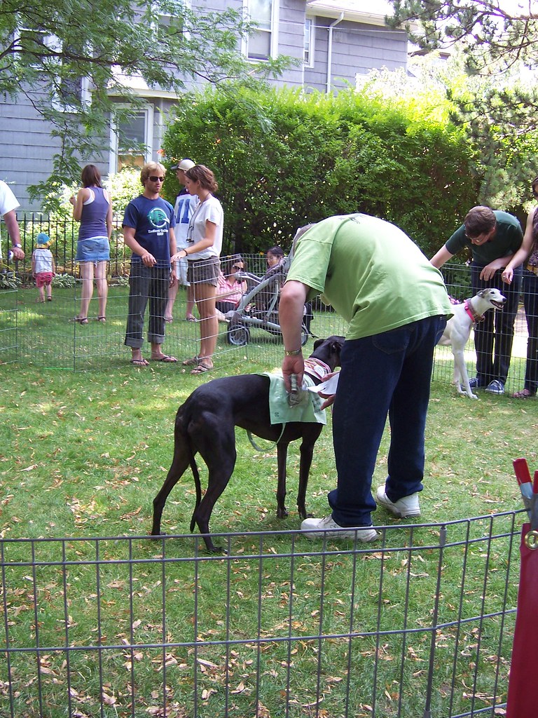 Greyhounds at Park Ave. Fest Kate Antoniades Flickr