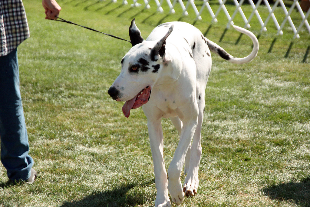 Harlequin Great Dane. The 2009 dog show at the Walla Walla… Flickr