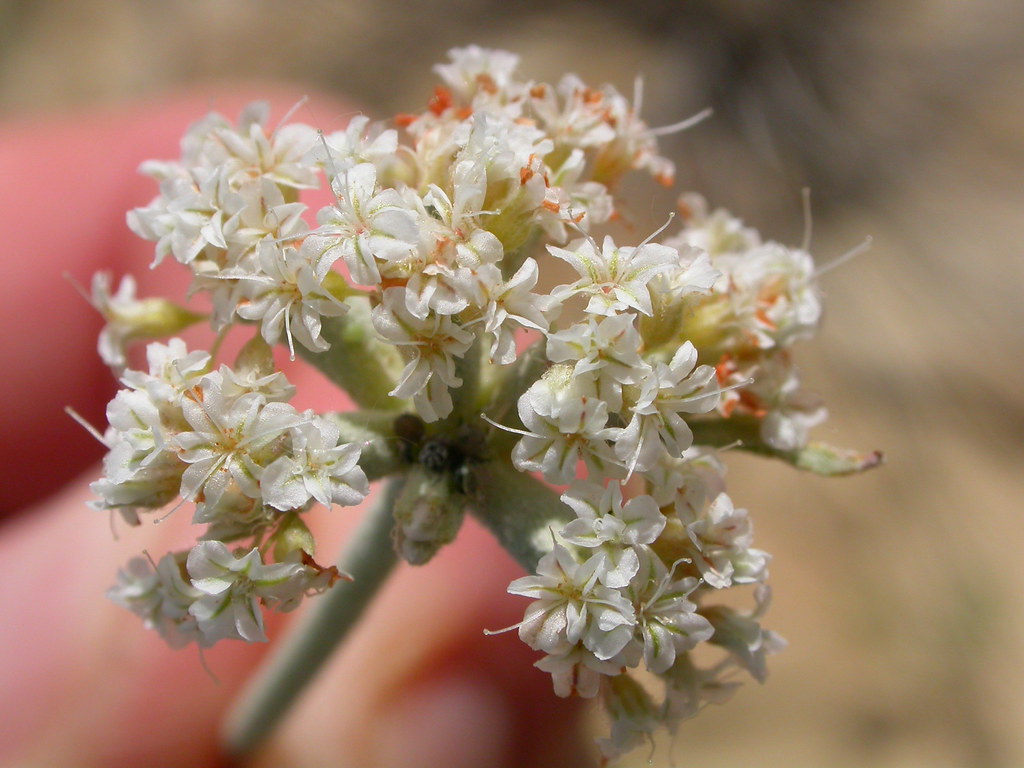 Eriogonum pauciflorum Although mostly confined to the nort… Flickr