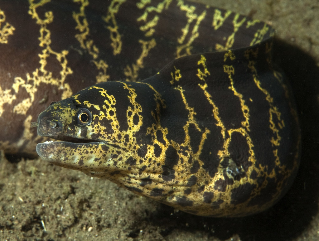 Chain Moray Eel Dominica 18 June 2009 2376 a.j.mck Flickr