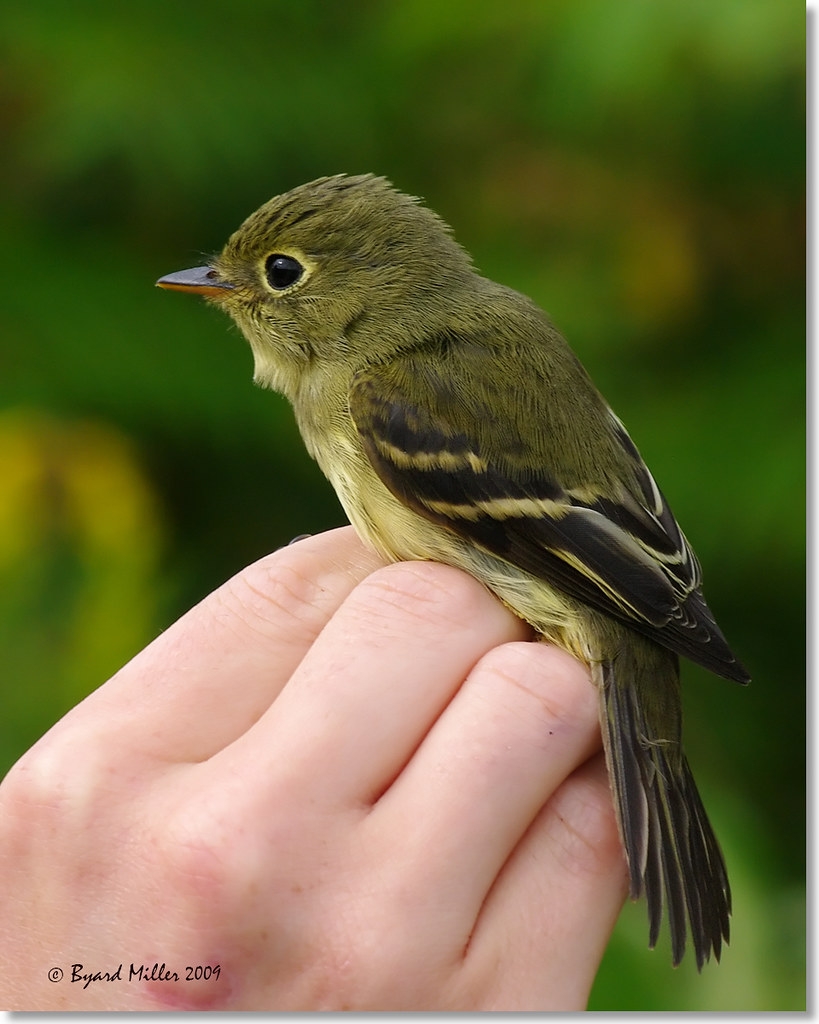 Yellowbellied Flycatcher Yellowbellied Flycatcher Keene … Flickr