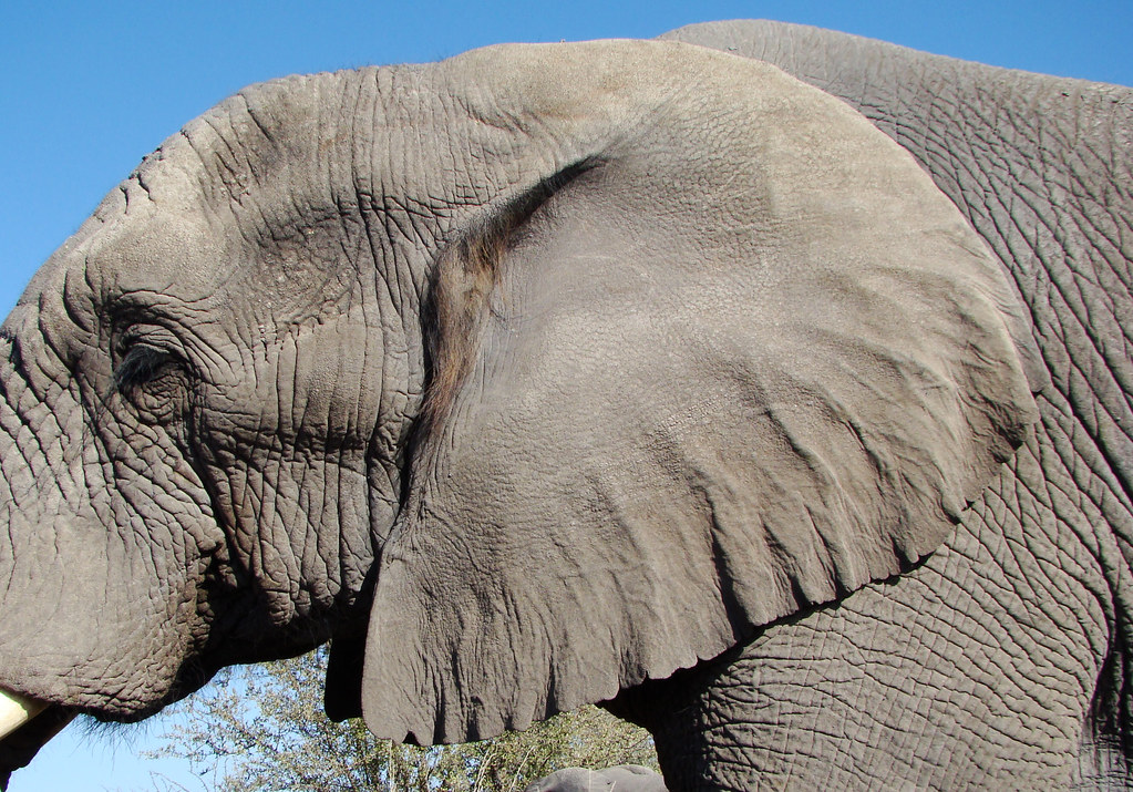 DSC08058 Elephant ear Blogged here godutchbaby.blogspot.c… Flickr