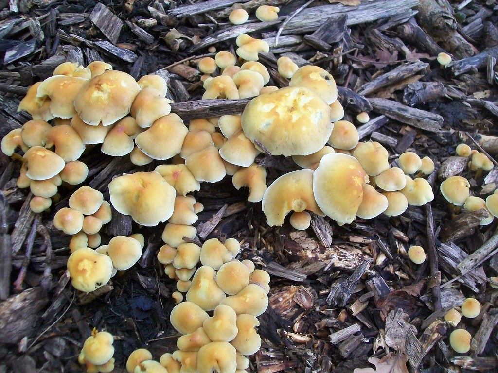 Fungi growing on wood chips Sulphur Tuft (Hypholoma fascic… Flickr