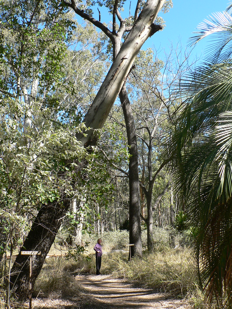 Carbeen Kurrajong Trees The Coddley One Flickr