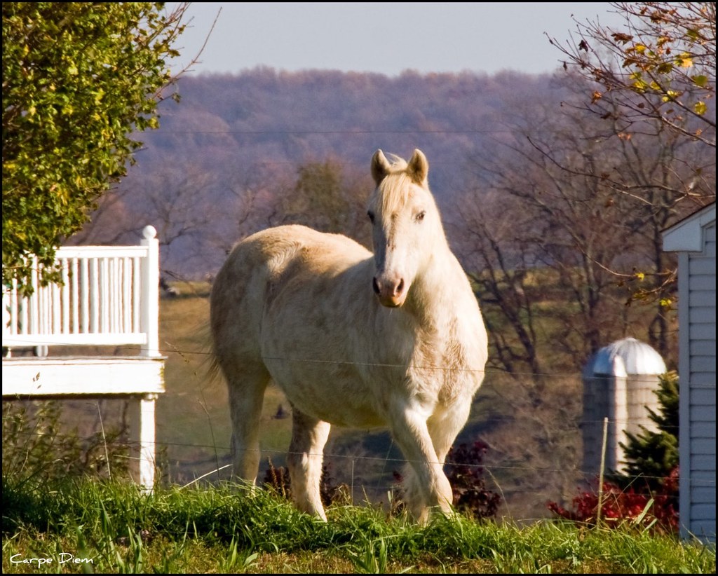 Elegant Horse, Lancaster Lancaster County, Pennsylvania, N… Flickr