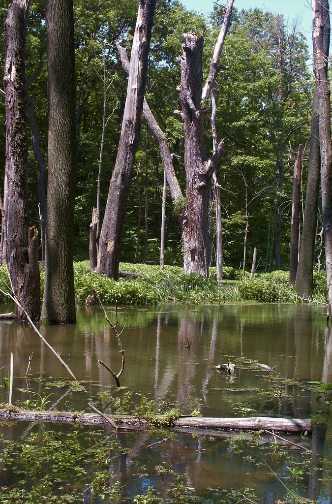 Swamp at Geneva state park Ohio Ron Flickr