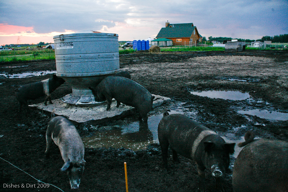20090725__MG_3387 Faith's Farm, Bonfield, IL Kate Gross Flickr