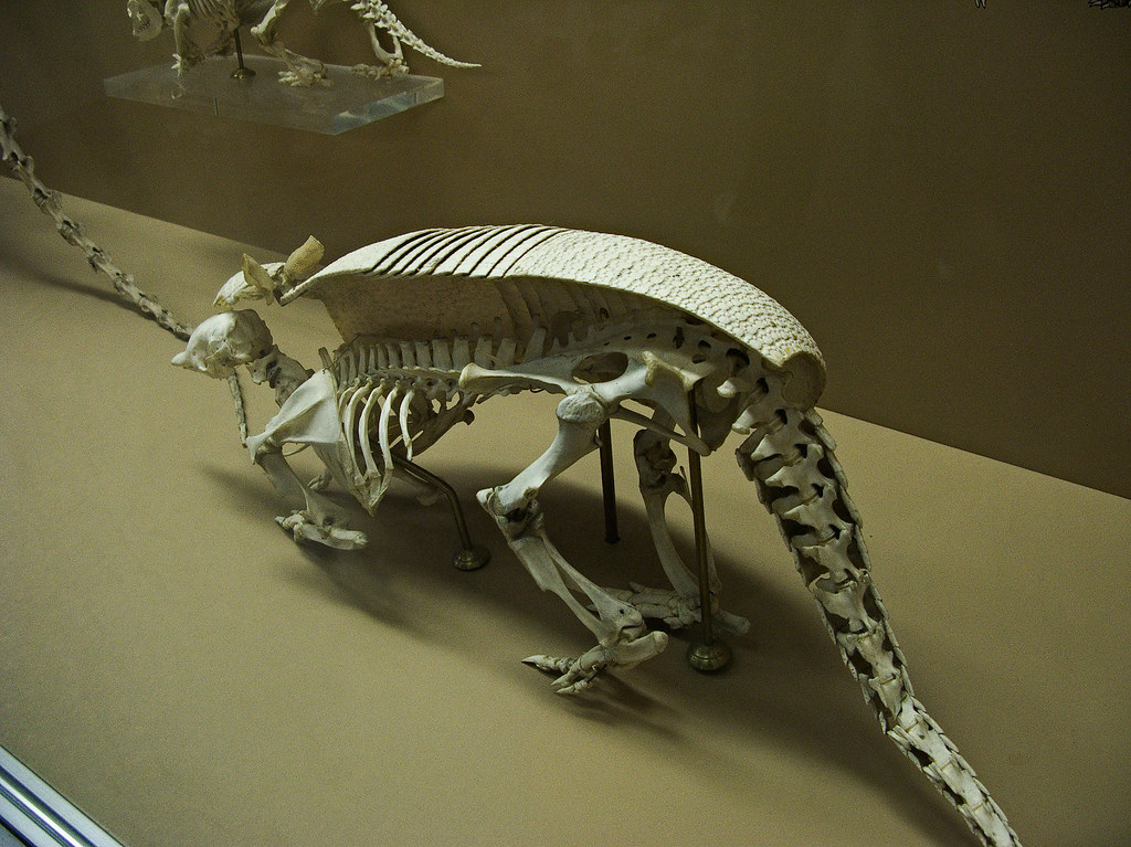 7160 Armadillo Skeleton, National Museum of Natural Histor… Flickr
