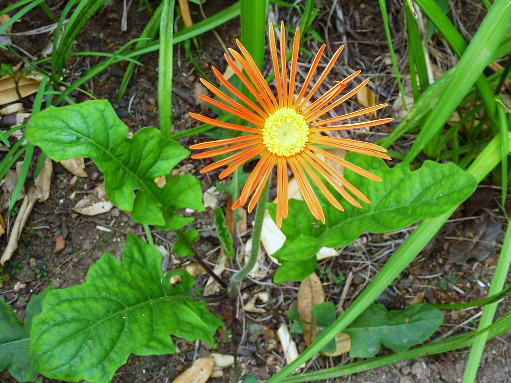 Durban flower Durban "South Africa" plant snullr Flickr
