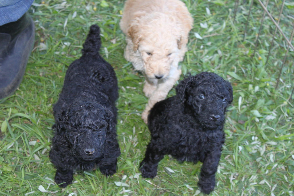 MAgisterial Standard Poodle puppies These little ones from… Flickr