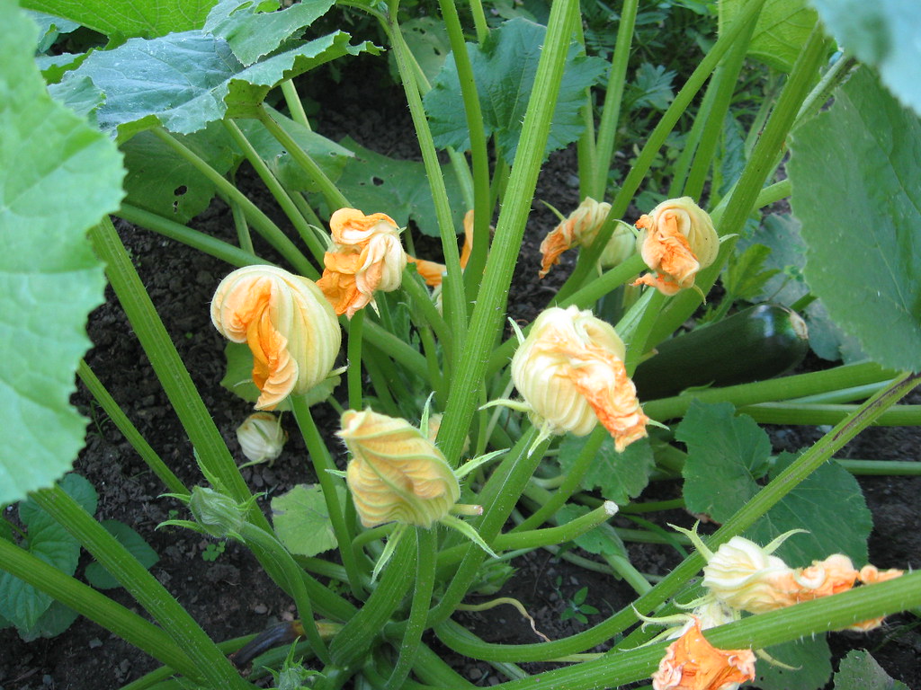 Delicious flowers Zucchini blossom fritters are only about… Flickr