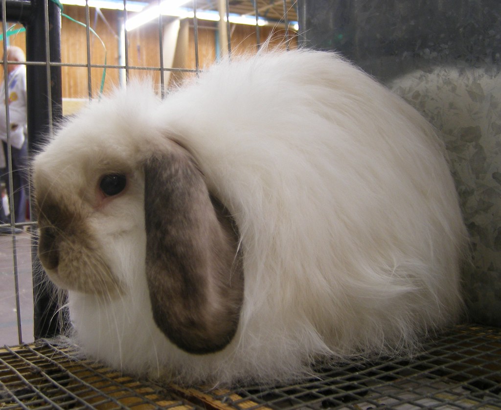 Cashmere Lop