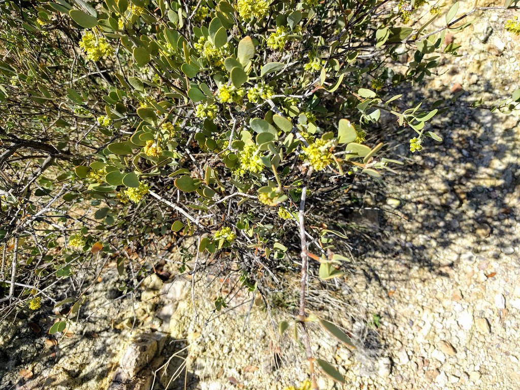 Jojoba blooming Jojoba blooming Simmondsia chinensis Ajo M??? Flickr