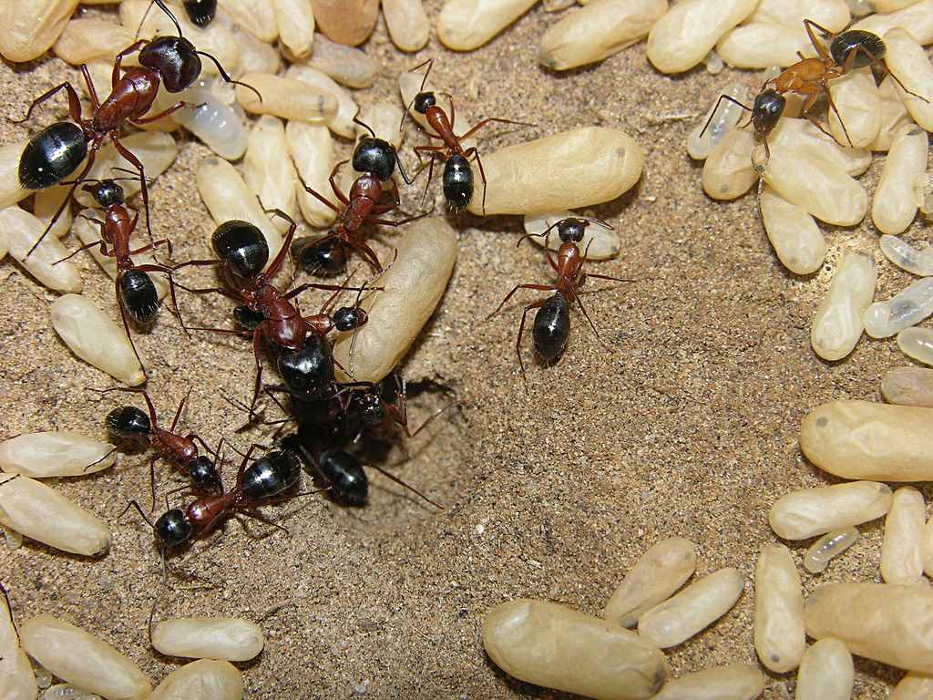 Harvester ant nest, New Mexico a photo on Flickriver