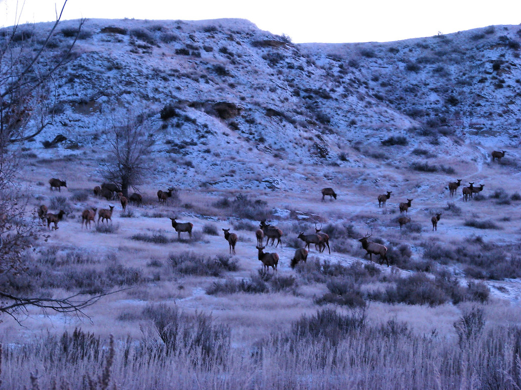Herd of elk in the North Dakota Badlands. Ron Flickr