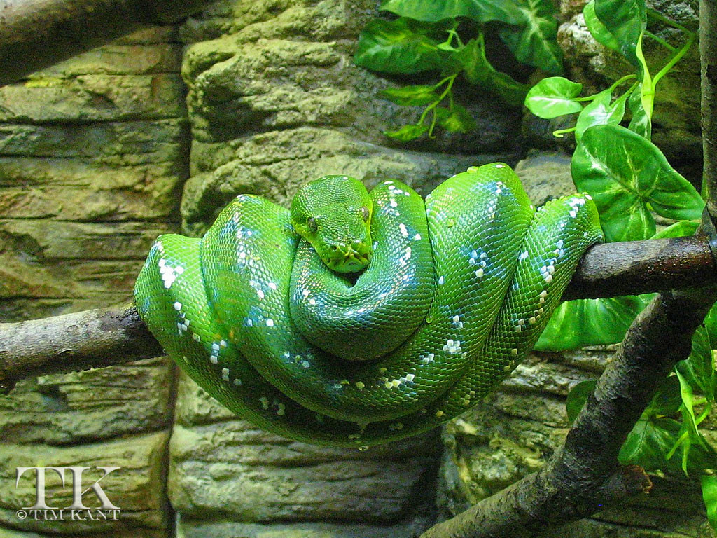 09GreenTree Boa1658 Green Tree Boa at the Milwaukee Cou… Flickr