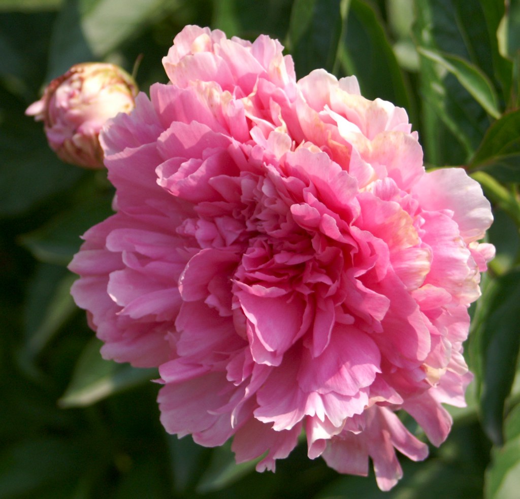 Pink Rose Flower in the garden at Mt Vernon. reivax Flickr