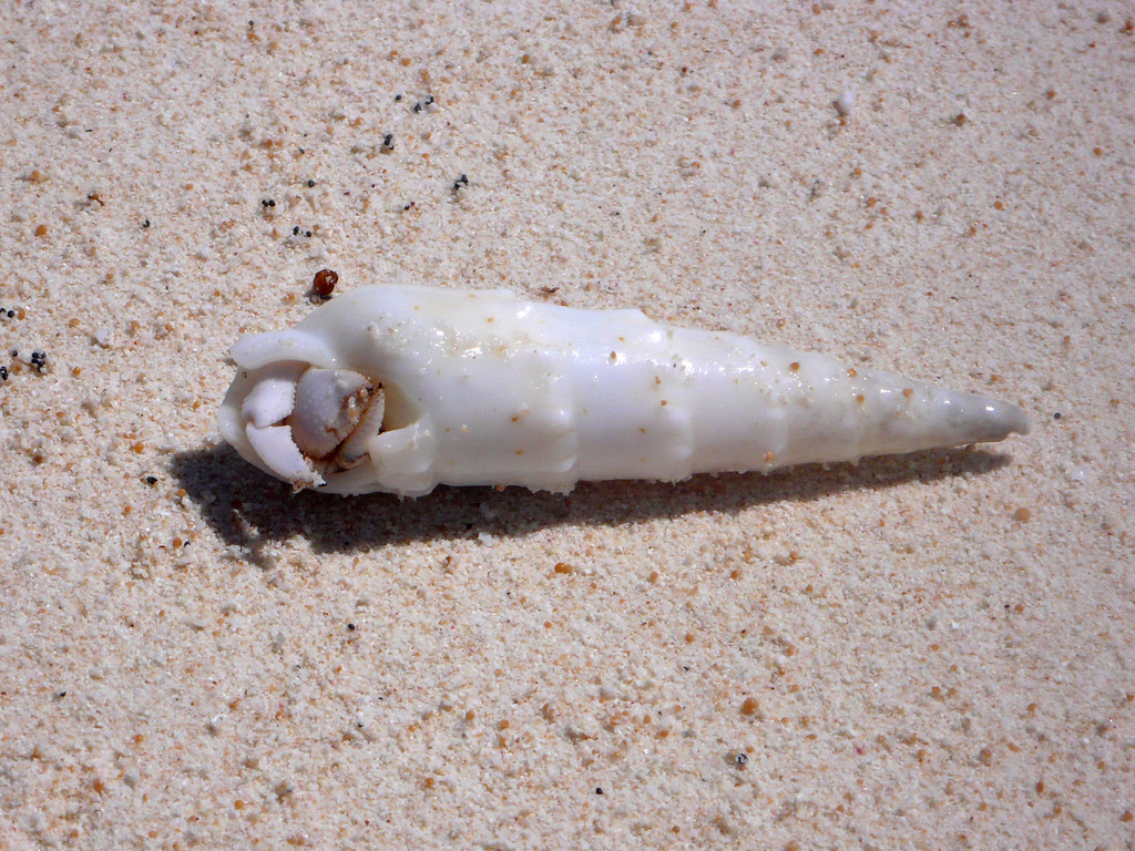 P1020425_c Sam Woodworth Flickr