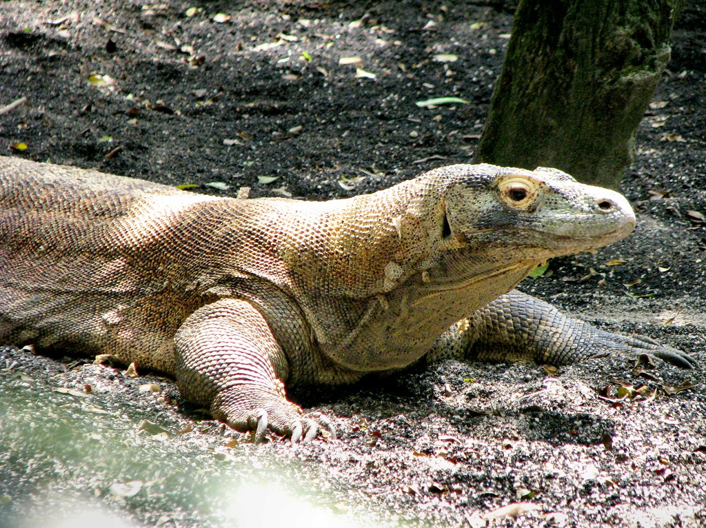 Komodo dragon Singapore zoo. Bruce Marsland Flickr