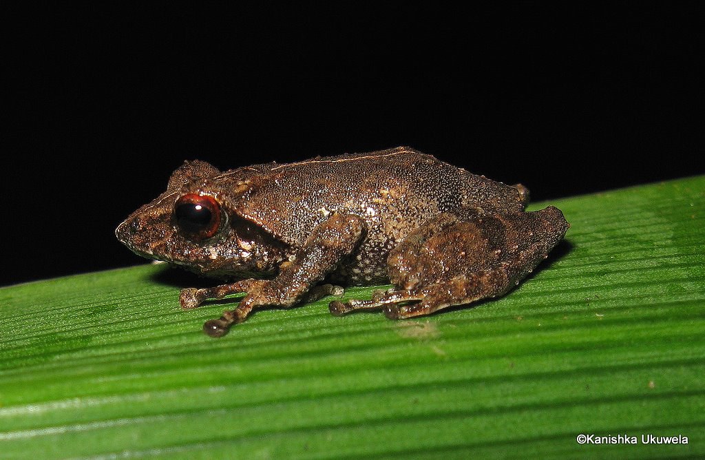 Shrub Frog (Pseudophilautus alto) Photographed in Sri