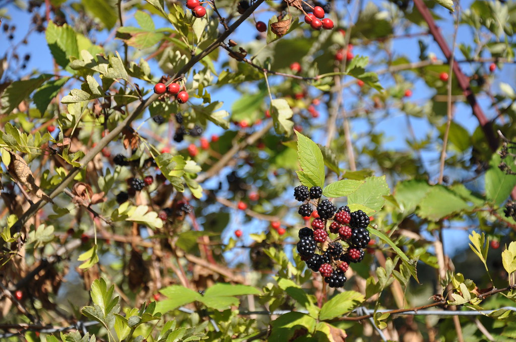 Red Berries and Blackberries Mount Pisgah Arboretum Eugene… Flickr