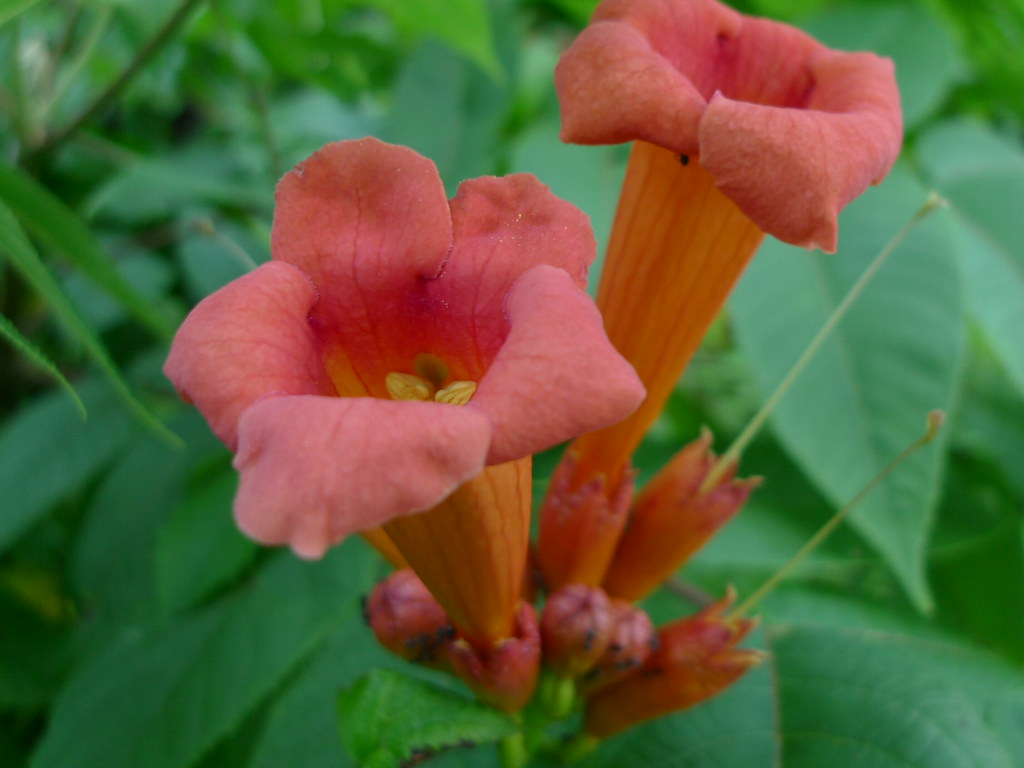 Trumpet Vine flower Campsis radicans (Trumpet Vine) DM Flickr