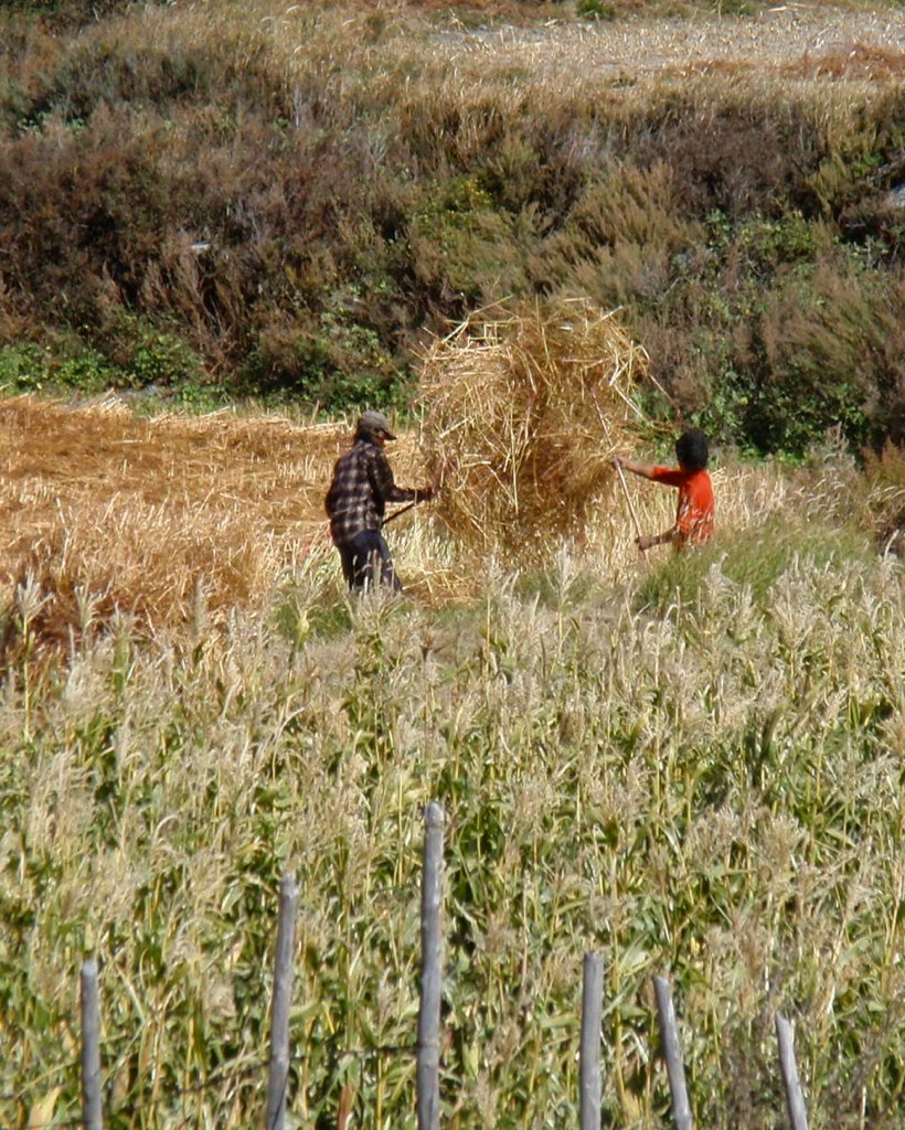 Tossing Hay Thini, Nepal John Pavelka Flickr