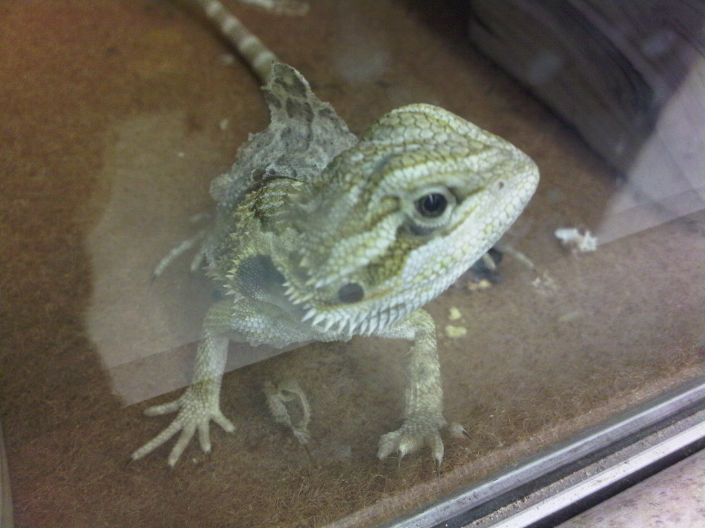 A bearded baby dragon in Petko. Bearded baby dragon