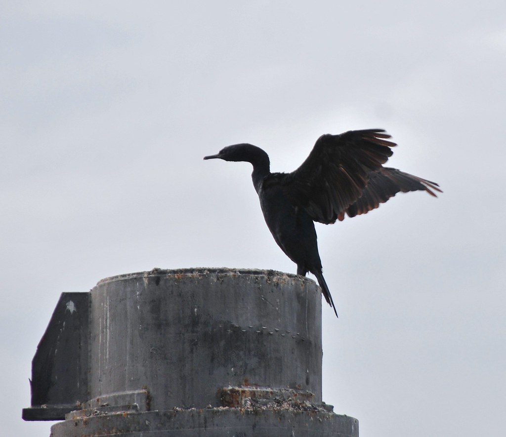 Cormorant at Seattle Ferry Crossing Ruthie Kansas Flickr
