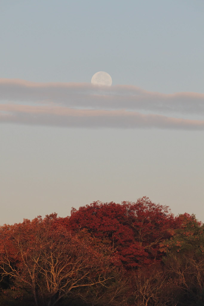 IMG_2618 Sunrise/Moonset over Bungay Lake in North Atttleb… Flickr