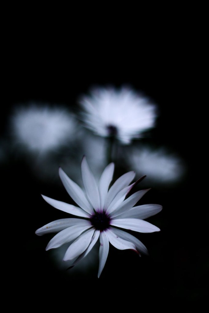 Into the dark Best Viewed on Black (?) Black background SO… annfrau