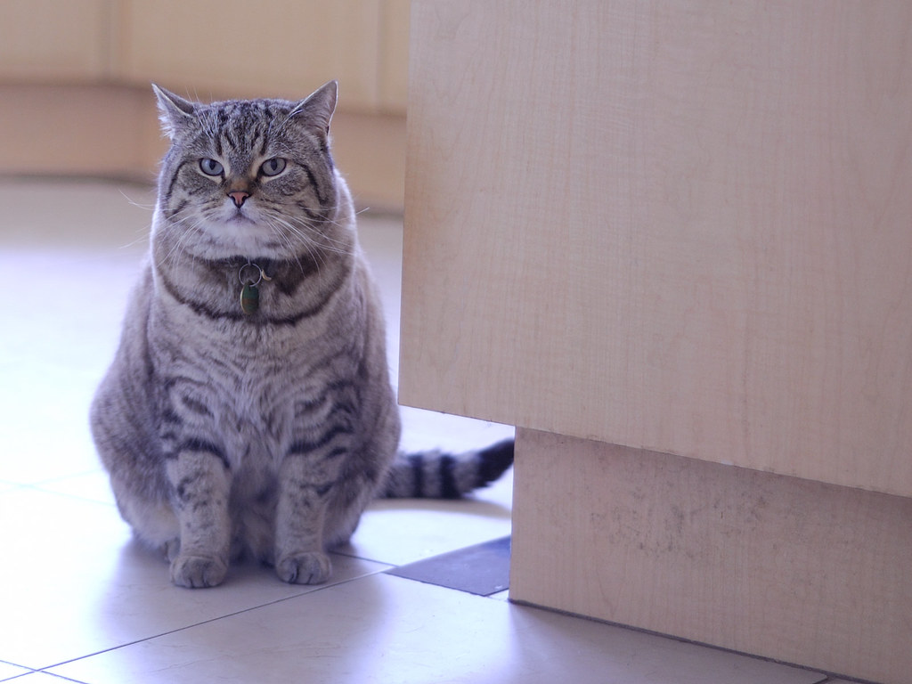 Grey Cat From Garfield Jamie Paul Smith