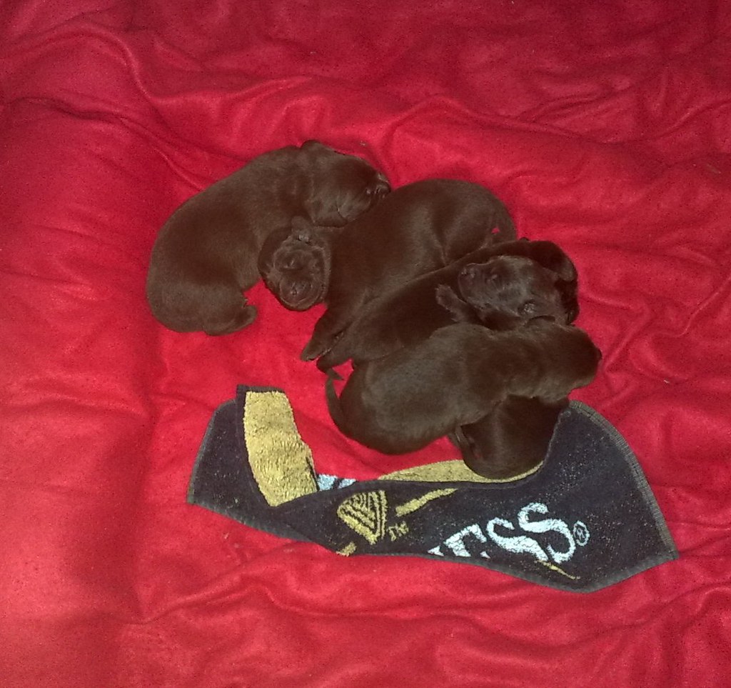 Puppies Puppies in a huddle for warmth as I put the heatin… Flickr