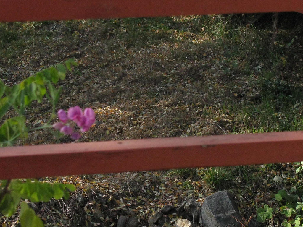 aprilphotojosshouse 005 April Carpenter Flickr