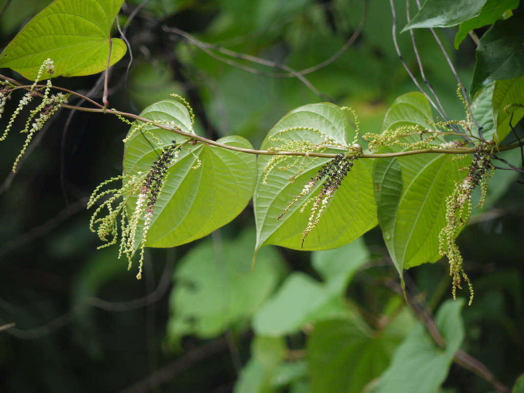 Karamdo (Konkani करंदो) Dioscoreaceae (yam family) » Dios… Flickr