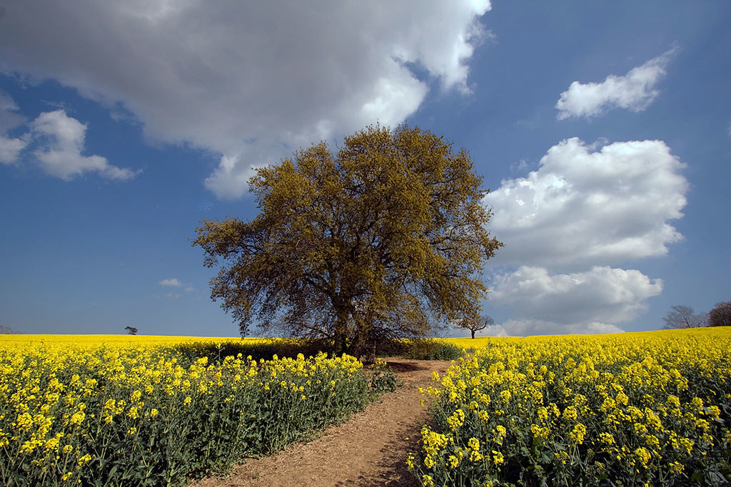 Lone Tree Near Lower Halstow. David Wigham Flickr