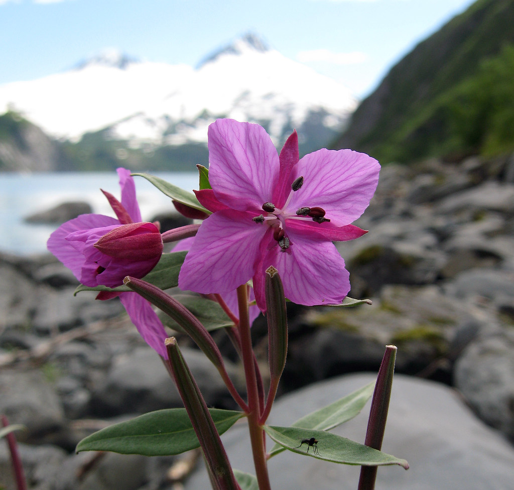 Chamerion latifolium, Dwarf fireweed, Alaska AKA River