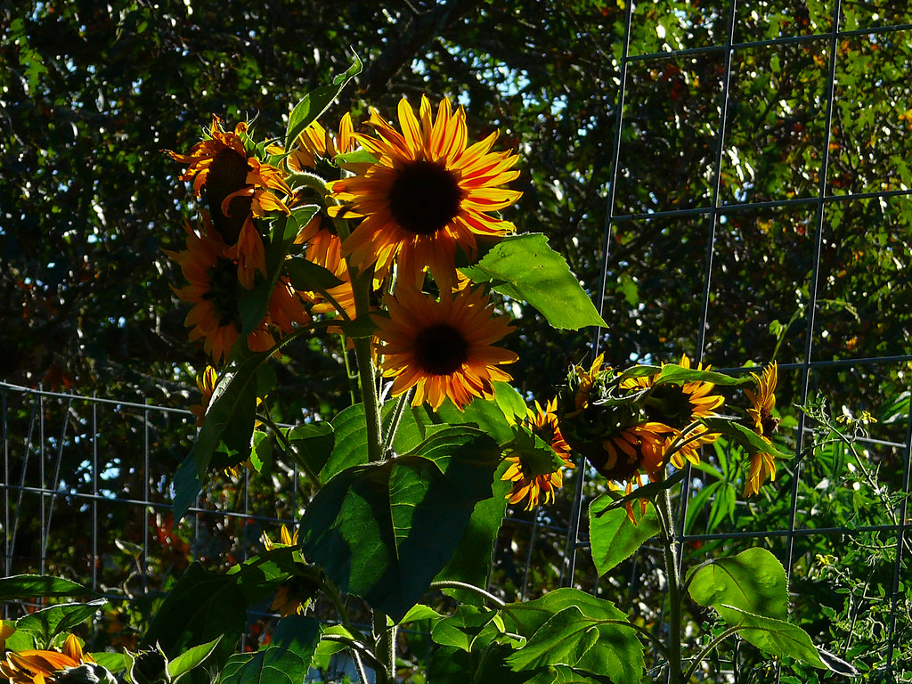 Winery Sunflowers I'm not sure what the connection is, but… Flickr