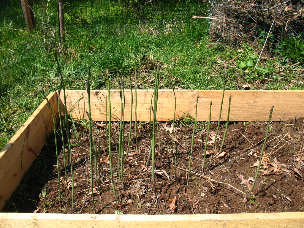 young asparagus shoots Vilseskogen Flickr