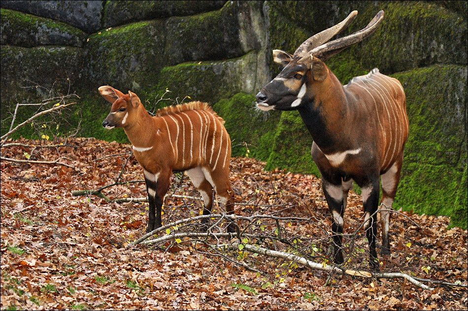 Mountain Bongos Young and adult mountain or eastern bongo … Flickr