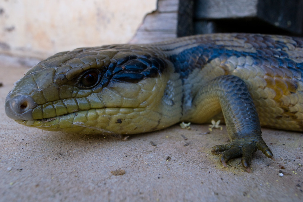 Boarder in the out house I spotted this blue tongue