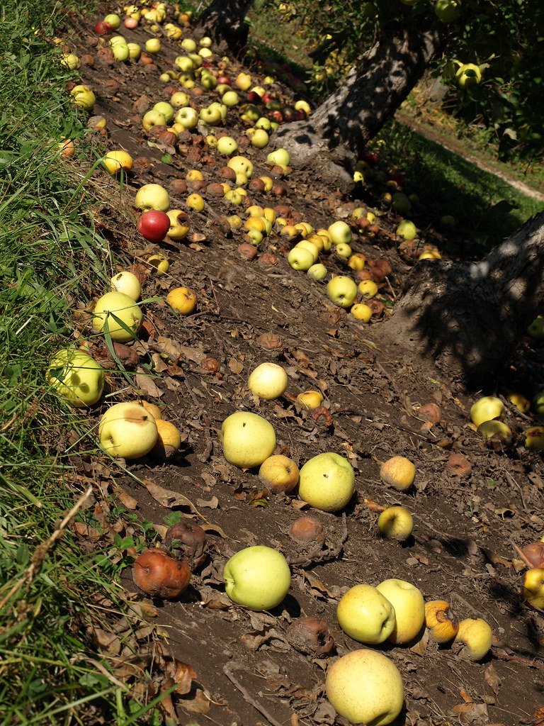 Cherry Valley Apple Orchard Two Branches (formerly Zlaxfish