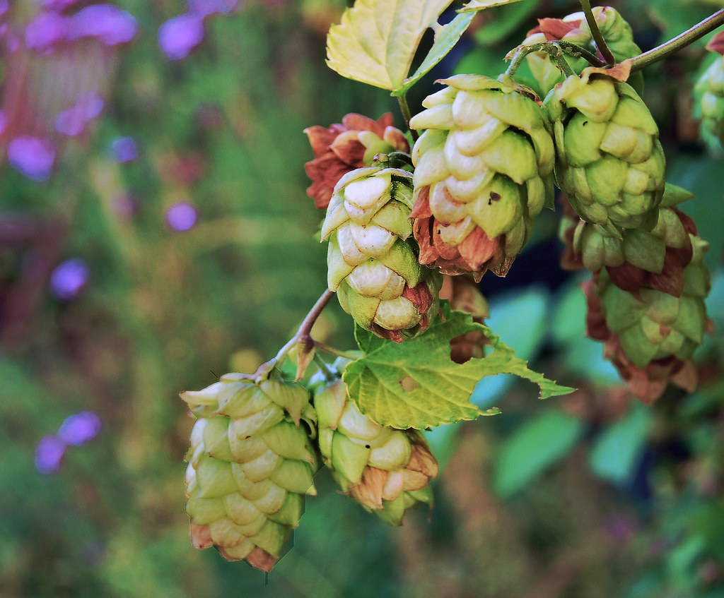Hops The most beautiful flower in the world! That wonderfu… Flickr