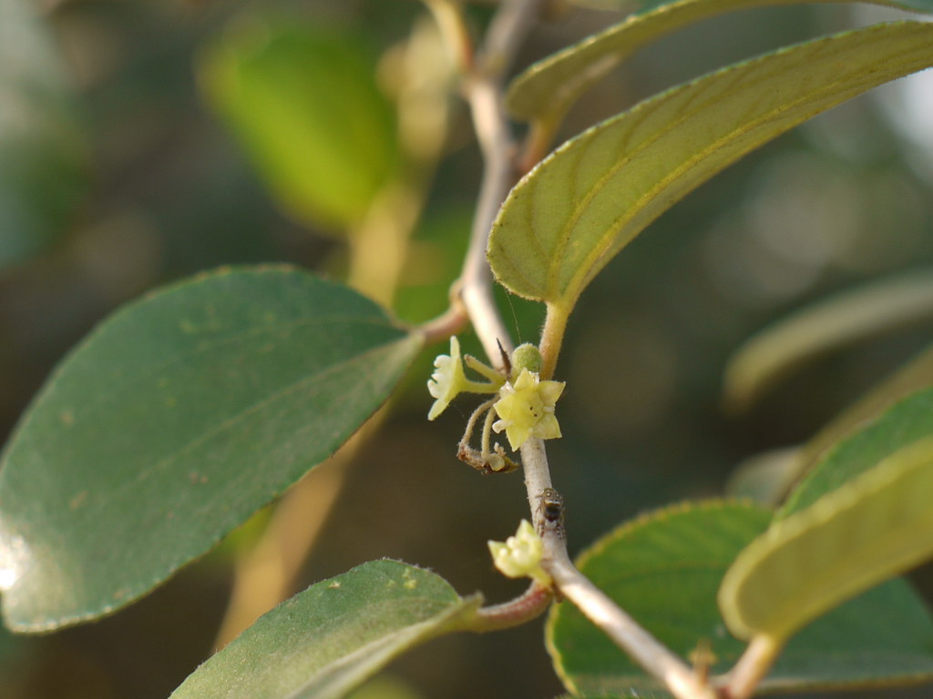 Ziziphus nummularia (Burm.f.) Wight & Arn. Rhamnaceae (buc… Flickr