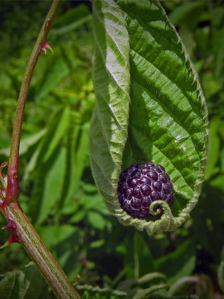 Berry Holder.. Black raspberry snared by black raspberry l… Grover