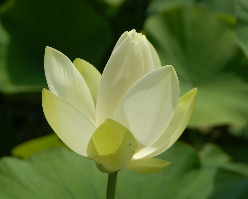 White lotus flower opening up Monceau Flickr