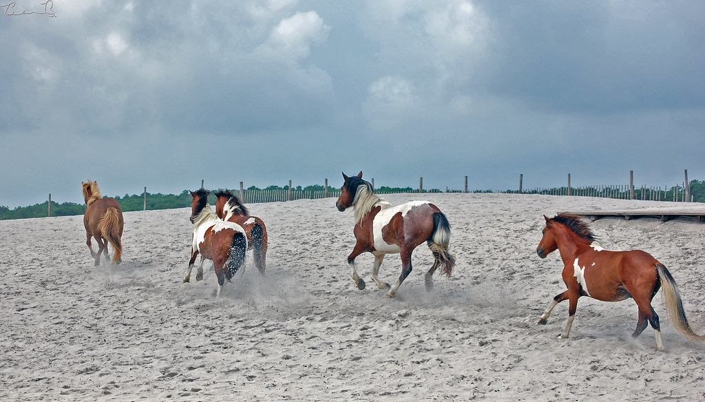 Wild Horses A group of wild horses running on the beach of… Flickr