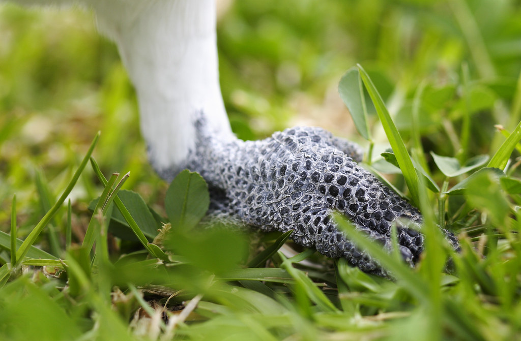 Cockatoo Foot In case you were wondering. Bill Adams Flickr