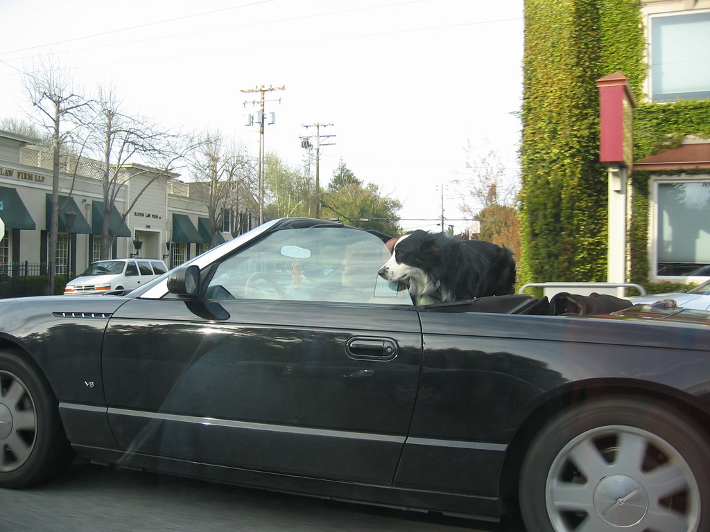 Dogcar 2 Another dog in car. In Menlo Park. Deniz Flickr