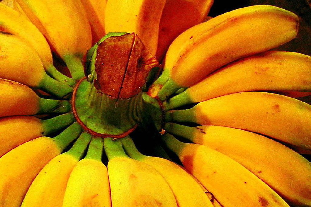 lakatan the popular banana under incandescent night lights… Flickr